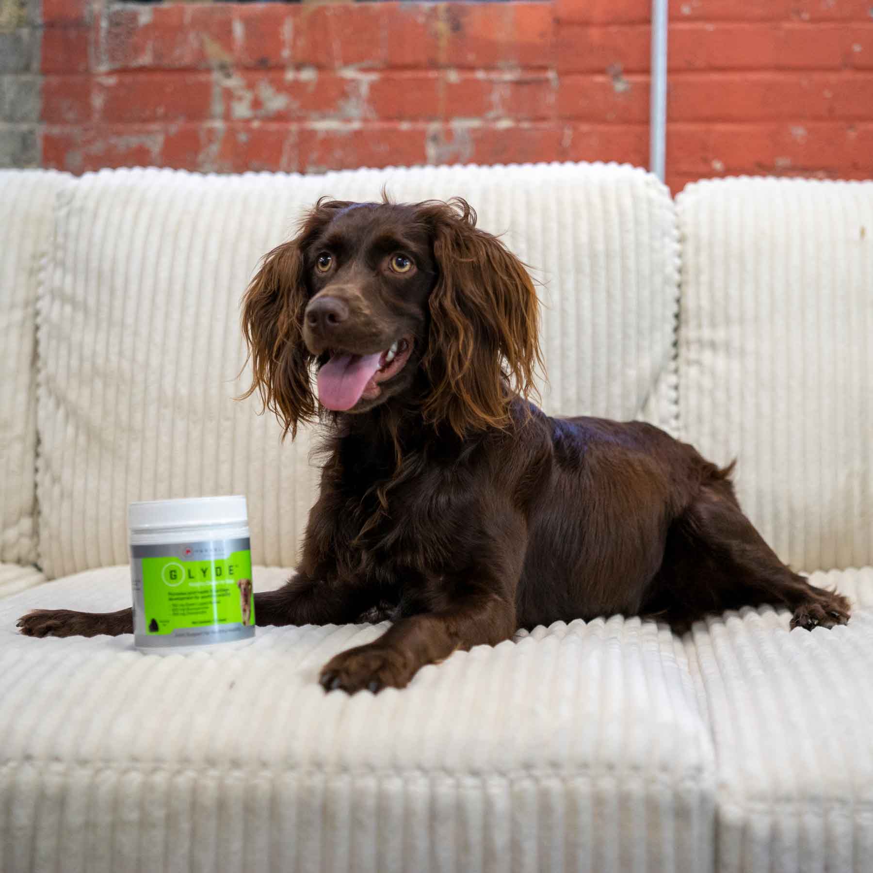 Health joints start with Glyde Mobility Chews for Dogs