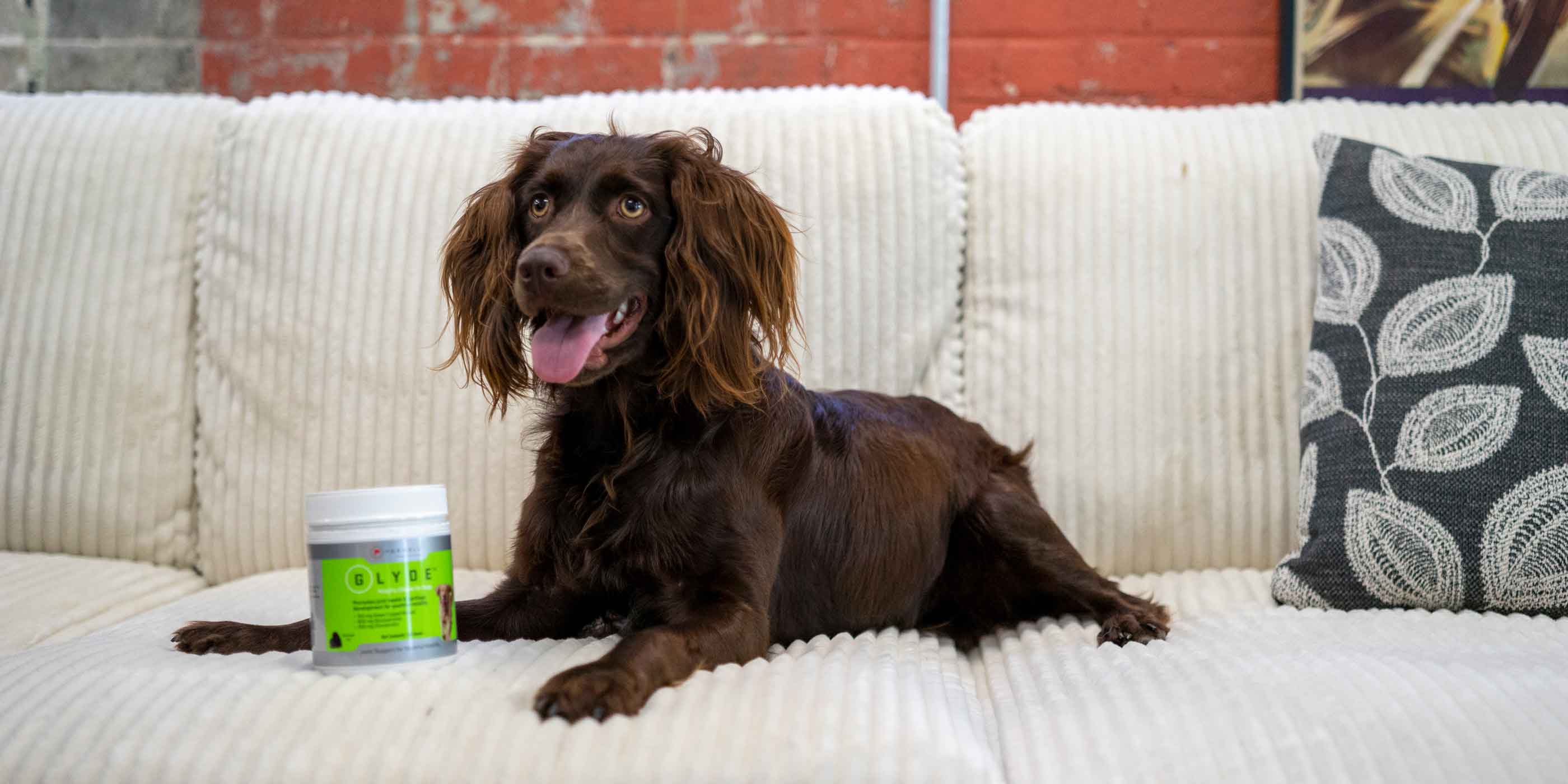 Health joints start with Glyde Mobility Chews for Dogs