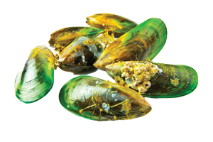 Green lipped mussel