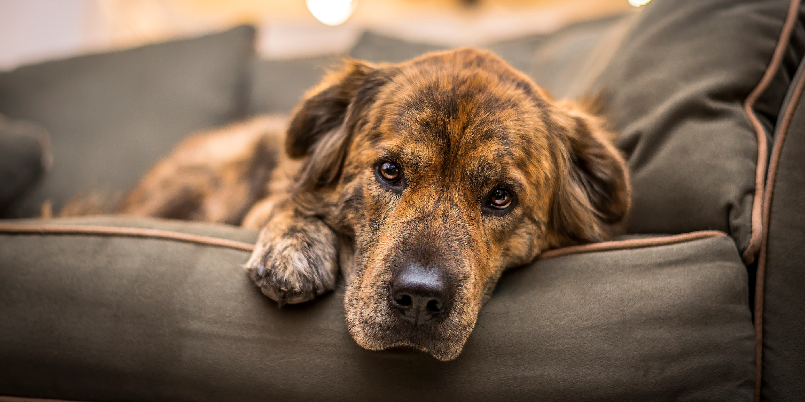 dog on a couch