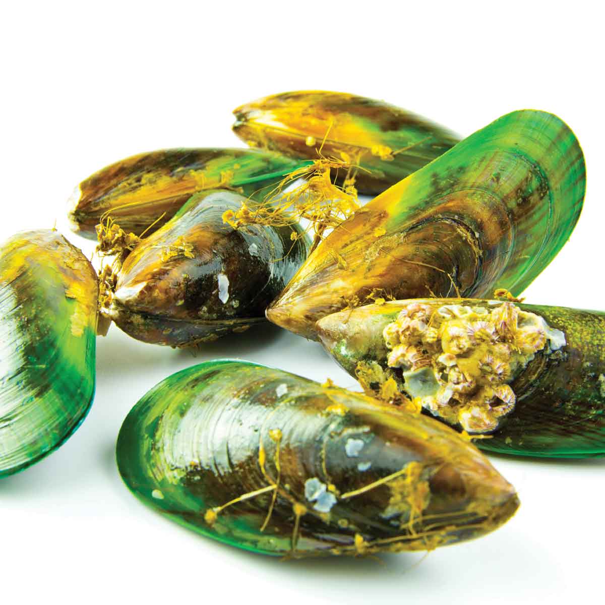Green Lipped Mussel (GLM) for Dogs