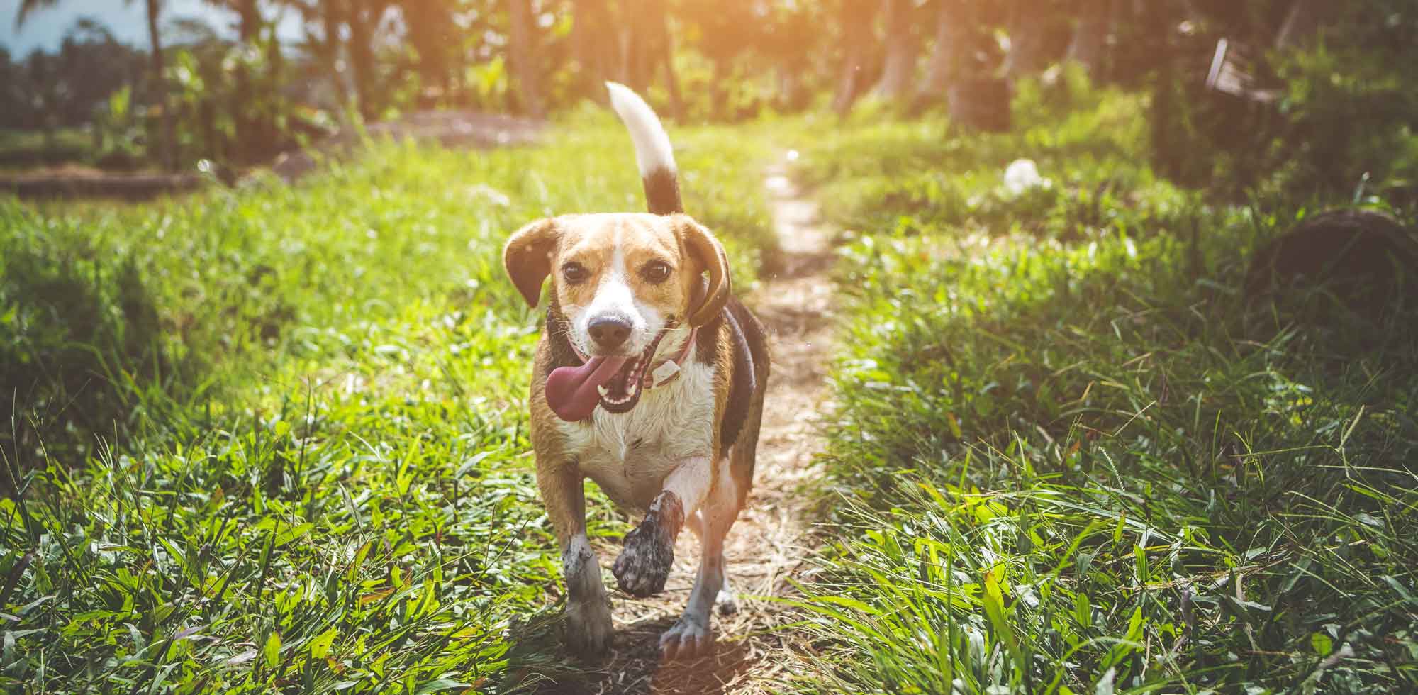 Beagle dog running in grass