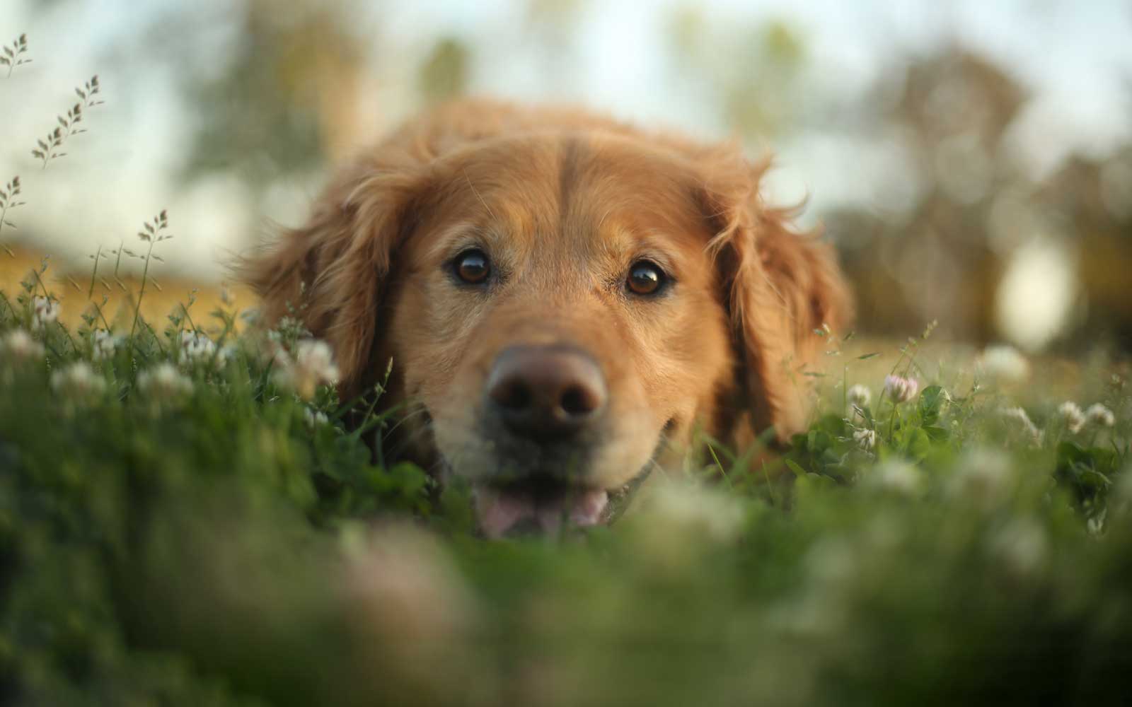 dog in the grass