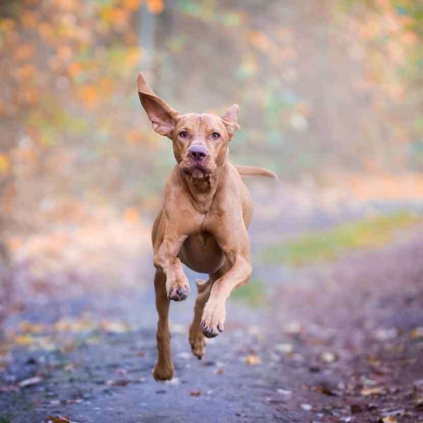 Glucosamine and Chondroitin for Dogs
