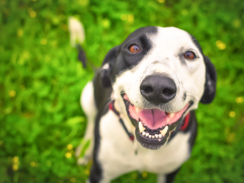 Happy healthy dog