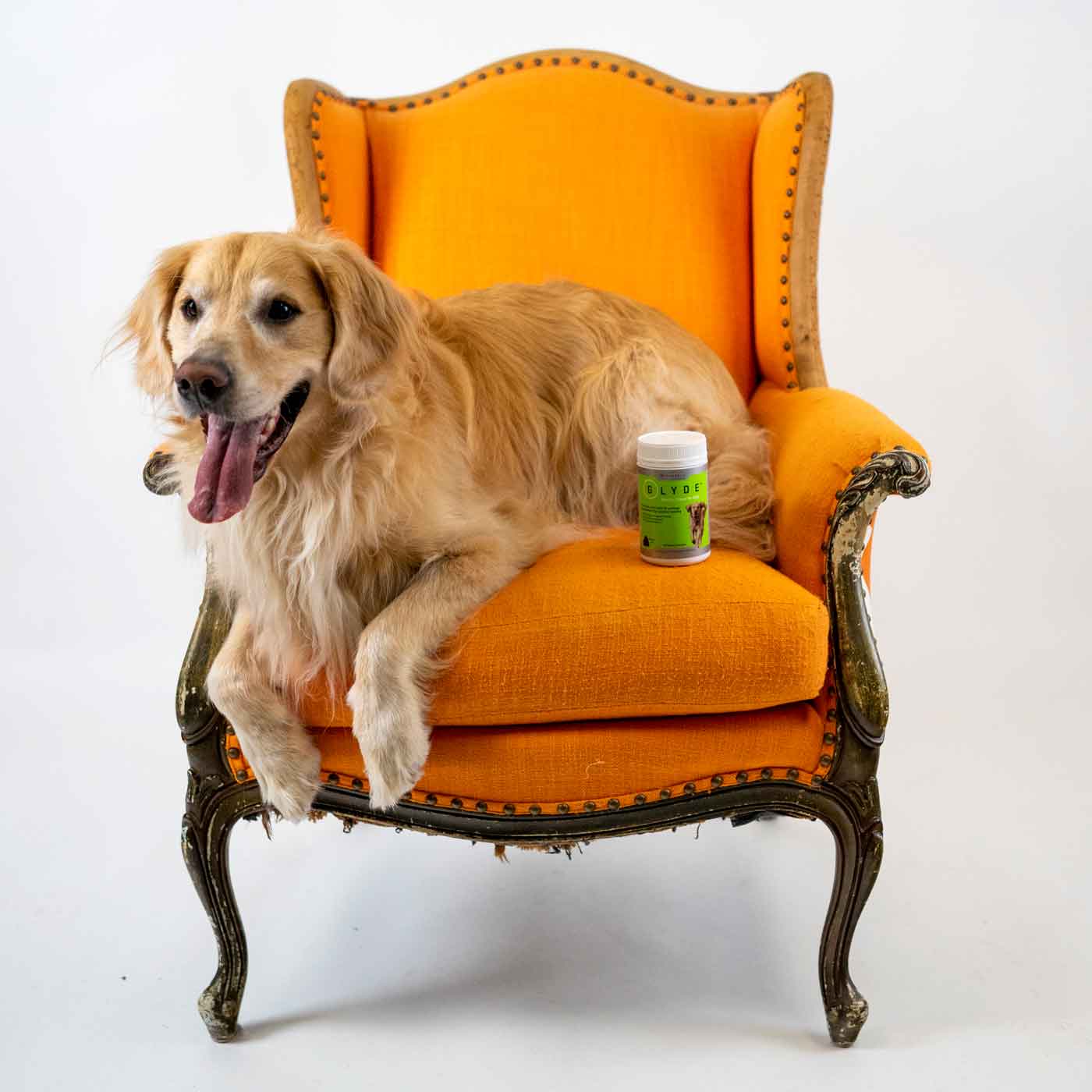 Golden retriever with Glyde Mobility Chews on chair