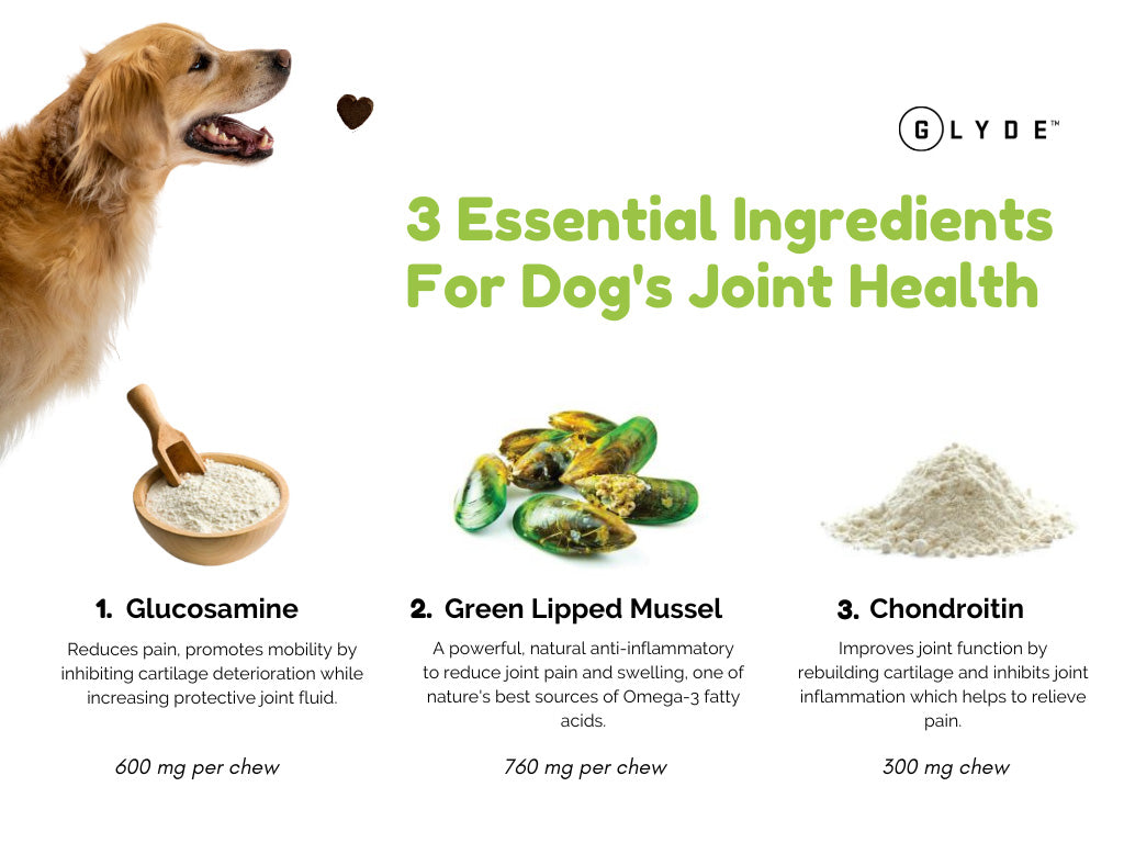 3 Essential Ingredients for Dog's Joint Health - Glucosamine, Green Lipped Mussel, Chondroitin